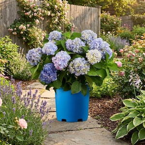 May include: A vibrant blue hydrangea plant in a matching blue pot, set on a stone path. The hydrangea blooms are a mix of blue, purple, and white, surrounded by lush green leaves. The background features a wooden fence and other flowering plants.