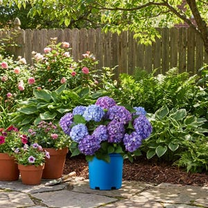 May include: A vibrant garden scene featuring a large blue pot filled with purple and blue hydrangea flowers. Several terracotta pots with pink and purple flowers are in the foreground. A wooden fence and lush greenery create a natural backdrop.