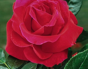 Mister Lincoln Hybrid Tea Rose – Red Flowering Bare Root Rose (1 Pack)