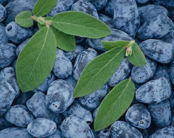 Honeyberry Plant – 1-Gallon Potted Berry Plant (1 Pack)