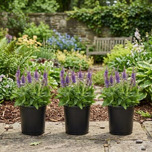 Purple Salvia Plant in 2 -Quart Pot 3.0 -Pack - Low Maintenance