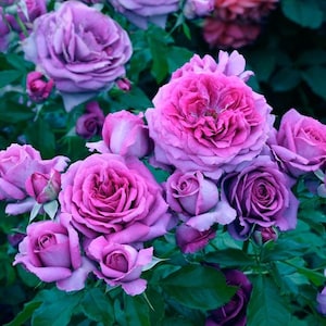 May include: Close-up of a cluster of purple roses in various stages of bloom. The fully opened flowers display a deep, rich hue, while the buds offer a contrasting shade of lighter purple. Green leaves provide a backdrop.