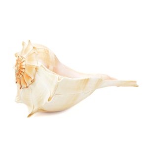 May include: A large, elongated conch shell featuring a spiralled apex with prominent ridges and a smooth, cream-coloured body. The shell displays subtle gradients of tan and light brown, with a wide, open aperture and a tapered, pointed tail end.