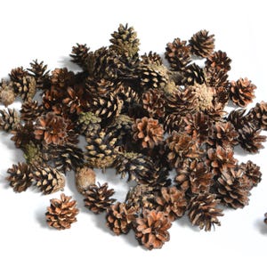 Piñas de pino naturales del Mar Báltico para proyectos de manualidades DIY – Juego de 10 / Piñas de pino medianas para coronas, decoración DIY y arreglos navideños