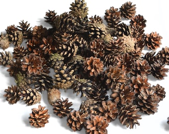 Naturliga kottar från Östersjön för gör-det-själv-projekt – 10-pack | Mellanstora kottar för kransar, gör-det-själv-dekorationer och högtidsarrangemang