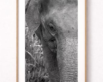 Sri Lanka Elephant – Black and White Photography | Fine art print