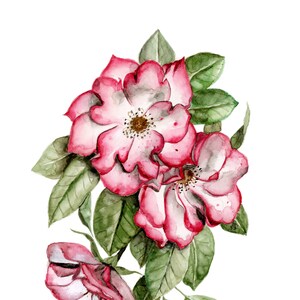 Blooming Portland Roses — Watercolor Print