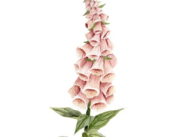 Impresión de acuarela de dedalera rosa