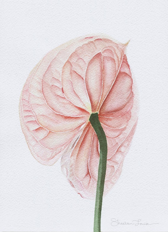 Anthurium Rose Laceleafflamant Rose Fleur Des Fleurs De Cerisier