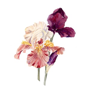 Pink and Purple Bearded Iris Botanical Watercolor Print | Gift for home | Floral Home Decor | Flower Wall Art | Painting