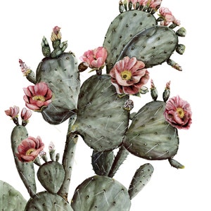 PricklyPear Watercolor Print