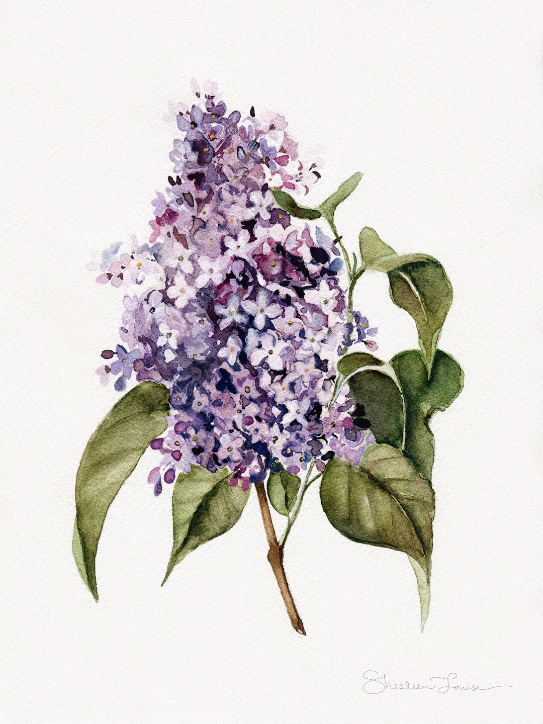 Lilac Branch | botanical Watercolor Print | Purple Floral Artwork ...