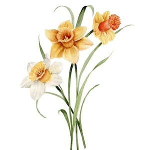 Daffodils Watercolor Art Print | Botanical Artwork | Floral Painting | Vintage Style Wall Decor