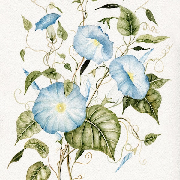 Morning Glory Print - Etsy