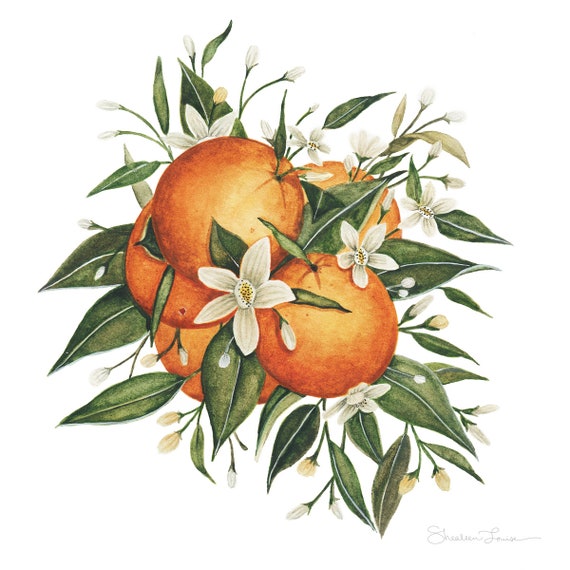 Orange Blossom Print | Botanical Artwork | Citrus Wall Art | Wall Decor