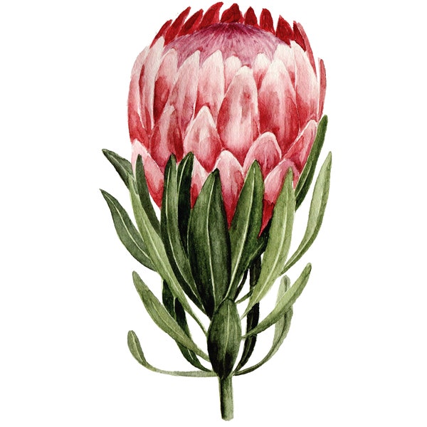 Pink Protea Watercolor — Print