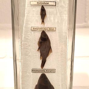 Könnte beinhalten: Ein Glasbehälter mit konservierten Fischpräparaten. Das Glas hat Etiketten mit deutschem Text, darunter "Karpfen" und "Cyprinus carpio". Mehrere Fische sind sichtbar, jeder mit einem Etikett. Die Fische sind braun und scheinen getrocknet oder konserviert zu sein.