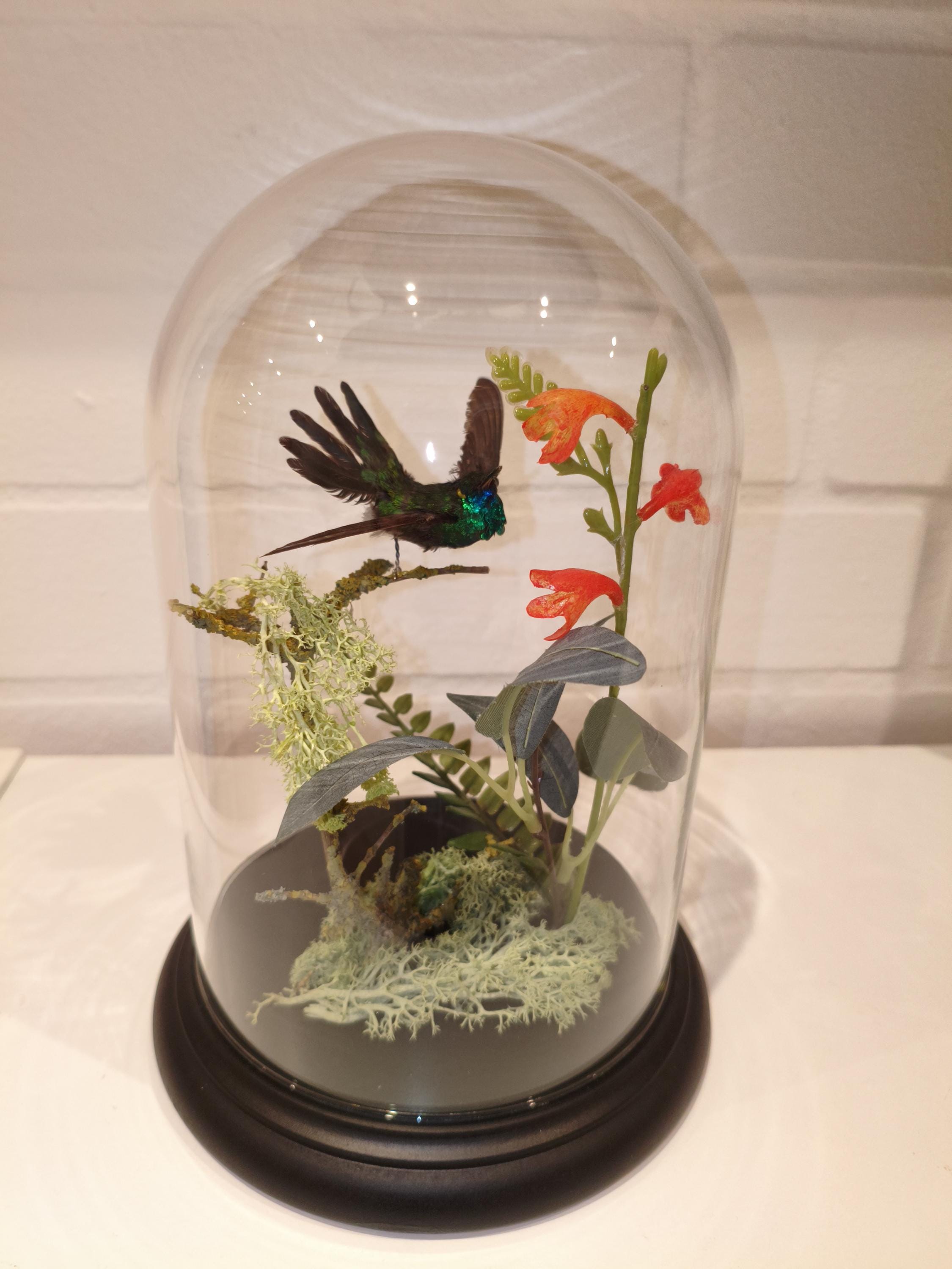 Taxidermy hummingbirds - Etsy 日本