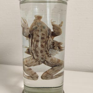 May include: A preserved frog in a clear glass jar. The frog is tan with darker brown spots and is suspended in a clear liquid. The jar has a wide, cylindrical shape with a rounded top and base.
