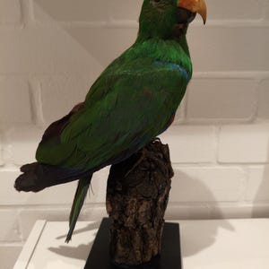 Antique taxidermy parrot - Etsy 日本