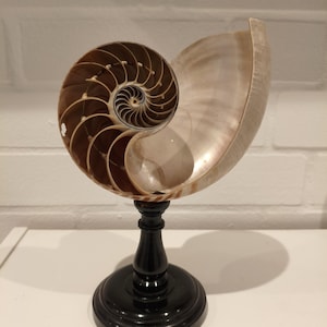 Puede incluir: Concha de nautilus espiralada, en tonos marrón y crema, montada sobre un pedestal negro. El interior de la concha revela cámaras intrincadas. El pedestal, de unos 15 cm de altura, tiene un acabado brillante.