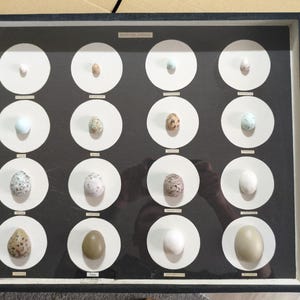 Puede incluir: Una exhibición enmarcada de varios huevos de aves, cada uno colocado sobre un fondo circular blanco contra un fondo negro. Los huevos varían en tamaño, color y patrón, mostrando una colección diversa. El marco es negro con un borde blanco.