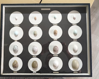 Vitrina educativa histórica «Huevos de aves europeas» – Material didáctico ERBI Erwin Bippig – Huevos de cera pintados a mano – 50×40 cm