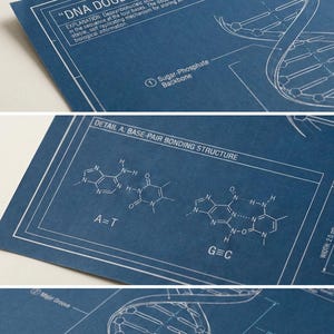 Puede incluir: Una impresión estilo plano que presenta una ilustración detallada de una doble hélice de ADN. La impresión incluye diagramas científicos, estructuras químicas y el texto "DNA DOUBLE HELIX - MOLECULAR STRUCTURE". La impresión también incluye el texto "A=T" y "G=C".