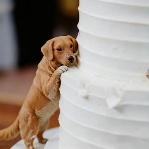 May include: A detailed figurine of a golden retriever dog, positioned next to a multi-tiered white cake. The dog is light brown with a black nose and is touching the cake with its paws. The cake has a textured, layered design.