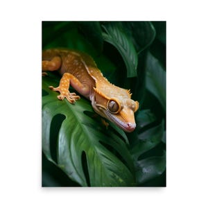 May include: A close-up of a crested gecko with orange and white markings, perched on a large green leaf. The gecko has large, expressive eyes and a textured skin. The background is a lush, green foliage.