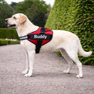 May include: A light-colored Labrador Retriever wearing a red and black service dog harness with the name "Buddy" on it. The dog is standing on a paved path, with a leash attached. Green foliage is in the background.