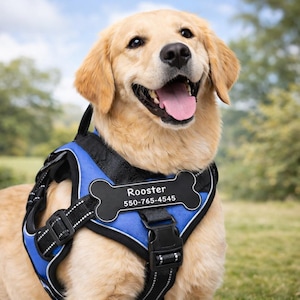 May include: A Golden Retriever wearing a blue and black harness with a bone-shaped tag. The tag reads "Rooster" and a phone number. The dog is smiling with its tongue out, set against a blurred green background.