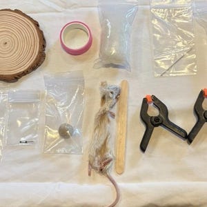 May include: An assortment of craft supplies, including a wood slice, pink washi tape, clear plastic bags with various contents, and two black spring clamps with orange tips. A preserved mouse is also present.