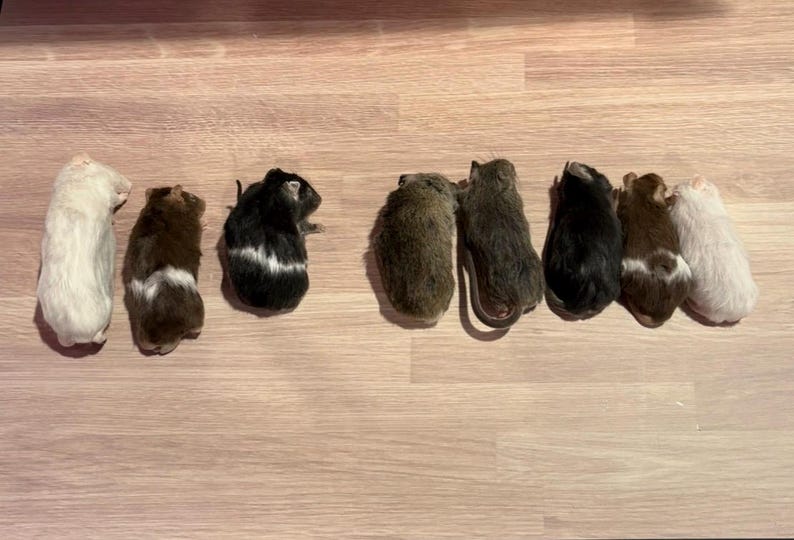 Curated visual reference: Picture Idea: New Real Mouse Skin Pelt For Taxidermy Treated