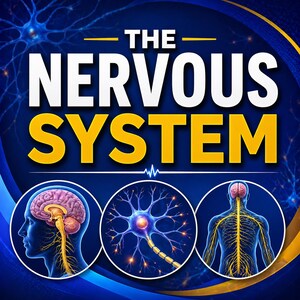 May include: A graphic with the text "THE NERVOUS SYSTEM" in white and yellow. Below are three circular illustrations: a brain, a neuron, and a human nervous system. The background is dark blue with yellow and blue accents.