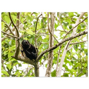 May include: A black howler monkey with its mouth open, perched on a tree branch. The monkey is surrounded by green leaves and tree branches. The image is a nature photograph.
