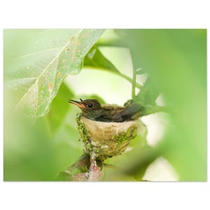 Puede incluir: Fotografía de primer plano de un pichón de colibrí en su nido. El nido es pequeño, redondo y está hecho de materiales tejidos, ubicado entre hojas verdes. El polluelo tiene plumas marrones y un pico largo, con la cabeza y el cuerpo visibles.