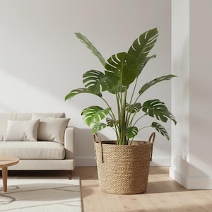 May include: A large potted Monstera plant with green leaves sits in a woven basket with handles. The basket is on a light wood floor, next to a beige sofa and a round wooden coffee table. A white rug and two decorative vases are also visible.