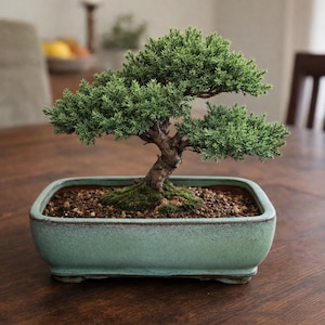 May include: A bonsai tree in a rectangular, pale-green ceramic pot. The tree has a thick, brown trunk and vibrant green foliage. The pot sits on a dark wooden table, with a blurred background.