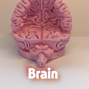 Op de afbeelding: Een lichtroze anatomisch model van een menselijk brein met een gedetailleerd, getextureerd oppervlak met zichtbare groeven en windingen. Het model is verticaal in twee hemisferen verdeeld en rust op een ronde basis. Het woord Brain staat in het wit eronder.