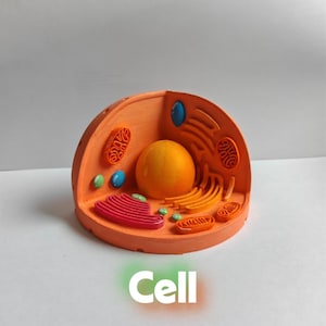 Może przedstawiać: Trójwymiarowy model komórki biologicznej z dużym centralnym żółtym jądrem, pomarańczową cytoplazmą i różnymi kolorowymi organellami, w tym czerwonymi, pomarańczowymi i niebieskimi strukturami. Słowo Cell jest nadrukowane na dole w kolorze białym.