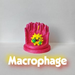 Op de afbeelding: Een geel, cartoonachtig macrofaagfiguurtje met een lachend gezicht, dat twee kleine groene stekelige bolletjes vasthoudt. Het staat op een ronde voet voor een roze, getextureerde, vingerachtige structuur. Het woord Macrophage staat onder het object.