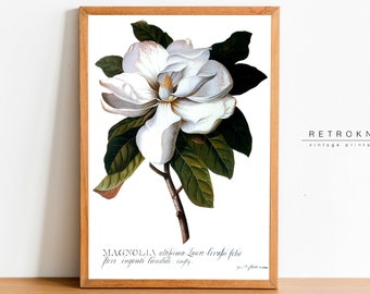 MAGNOLIA Grandiflora Print | Printable Wall Art | Antique BOTANICAL Prints | Floral Wall Art Print Magnolia | Farmhouse Decor | BT9