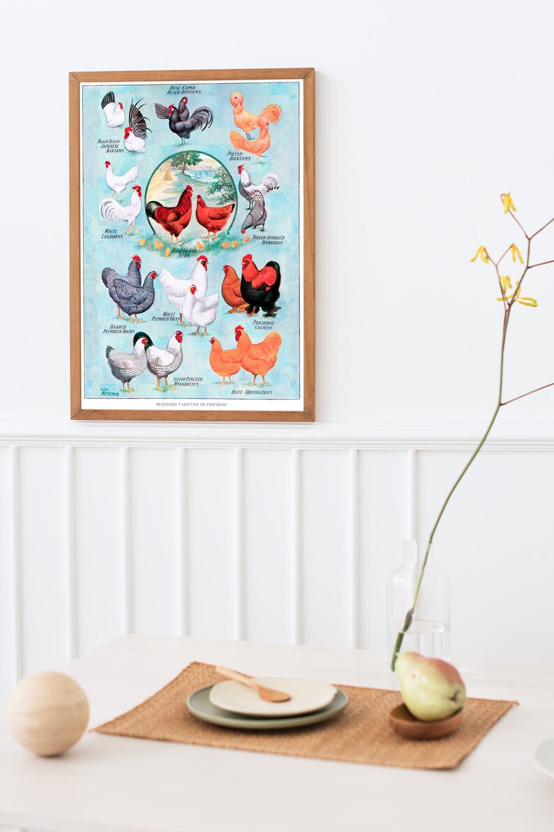 Chicken Breeds Poster | Printable Wall Art | Farmhouse Decor | Chicken ...