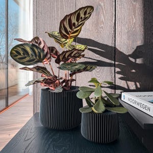 May include: Two black, ribbed planters holding lush green and burgundy plants. The larger planter contains a Calathea plant with patterned leaves. The smaller planter holds a succulent. The planters sit on a dark surface.