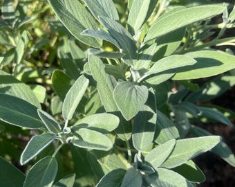 Salvia culinaria orgánica de hoja entera y seca