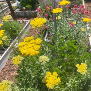 Dried whole leaf organically grown Yarrow leaves