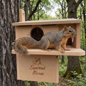 May include: A wooden squirrel box is mounted on a tree. A squirrel with gray and orange fur sits on the box's ledge. The box has a round entrance hole and a lower panel with the words "Squirrel Boxes" and a squirrel illustration.