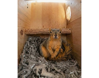 Satin Posters (210gsm)