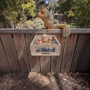 May include: A gray and brown squirrel perched on a wooden fence, holding a nut. Below, a wooden squirrel feeder box is attached to the fence, filled with nuts. The feeder has the words "Squirrel Box" on it.